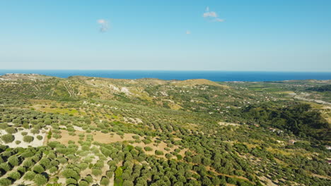 olive trees cultivated for fine extra virgin olive oil calabria hills near sea