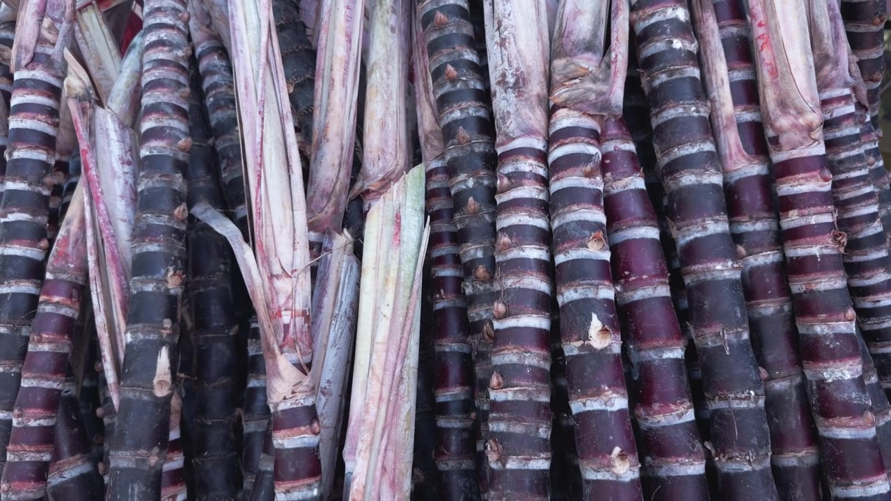 Grande mucchio di steli di canna da zucchero viola appena tagliati in vendita presso una bancarella di frutta a bordo strada.