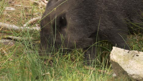 jabalí en busca de alimento en la hierba verde alta en un día nublado de verano