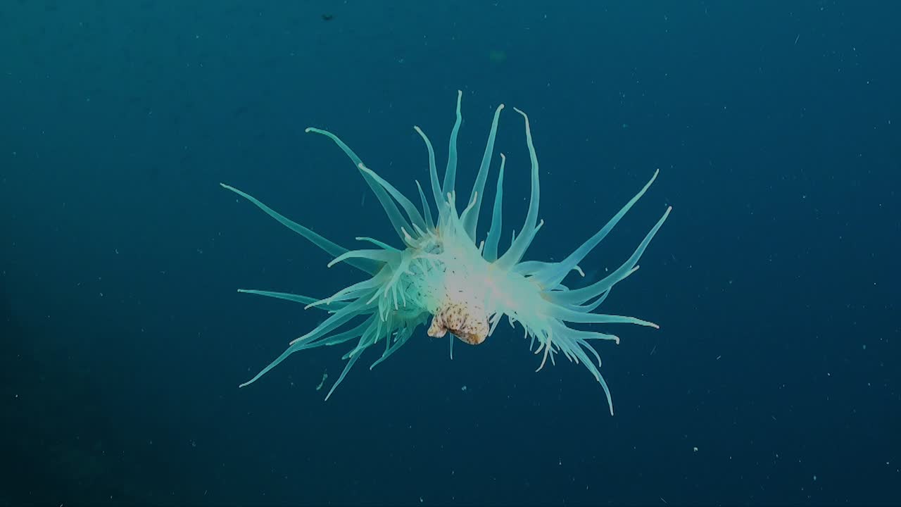 White sea anemone drifting in the blue open ocean in the current