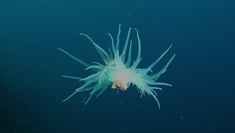 white sea anemone drifting in the blue open ocean in the current