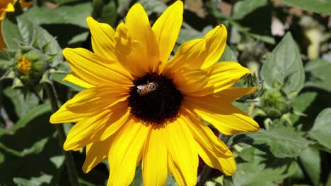 bee interacting with sunflower in piedmont, italy