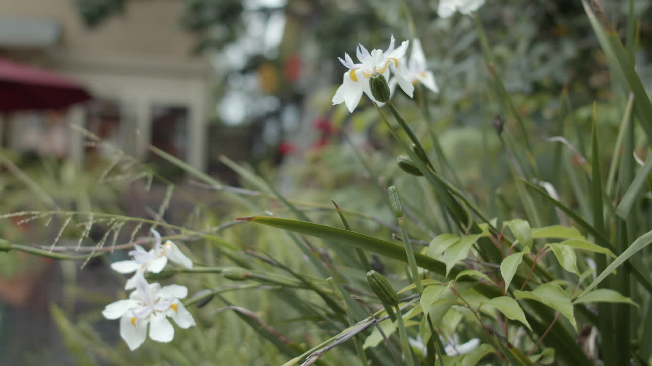 Flowers in garden in 4k