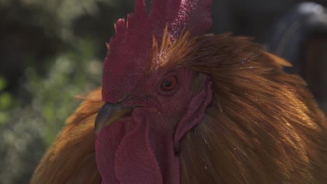 primer plano de los ojos, peine, pico y barbas de un pollo de corral mirando alrededor en un día soleado a la sombra