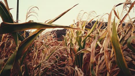 camera moving forward between plants in a corn crop