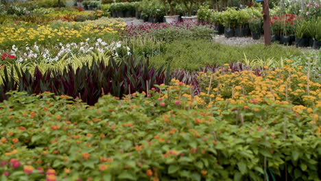 Big-greenhouse-interior