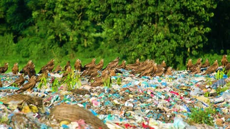 black kites or eagle birds on garbage landfill - wide shot