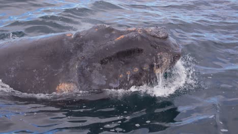 Súper-Primer-Plano-De-Una-Ballena-Franca-Austral-Saliendo-Del-Océano-En-Cámara-Lenta-Dejando-Salir-Agua-De-Su-Espiráculo,-Puerto-Piramides