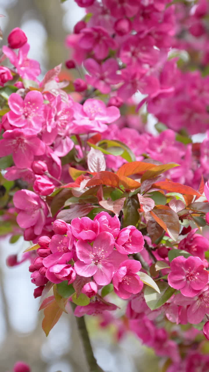 Close up of pink flowers on an apple tree in daylight with a blurred background. Vertical