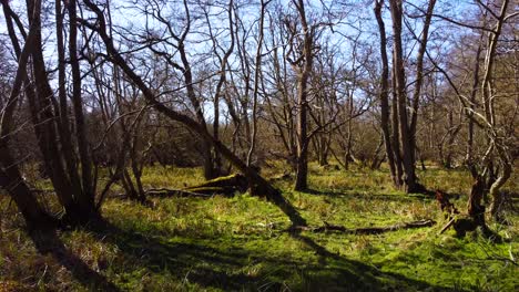 A-La-Deriva-A-Través-De-Los-árboles-En-Una-Parte-Espeluznante-De-Un-Bosque-Denso