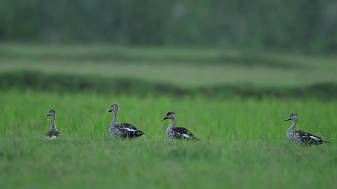 인디언 스 ⁇  빌드 오리 들 이 초록색  ⁇  에서 먹이 를 먹고 있다
