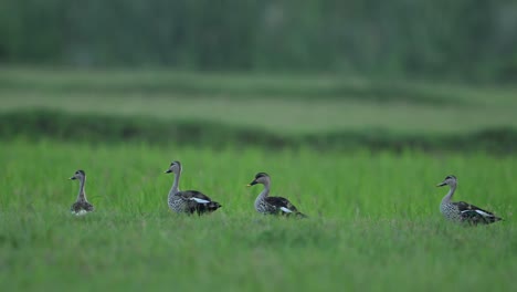 indian spot billed ducks grazing in green fields