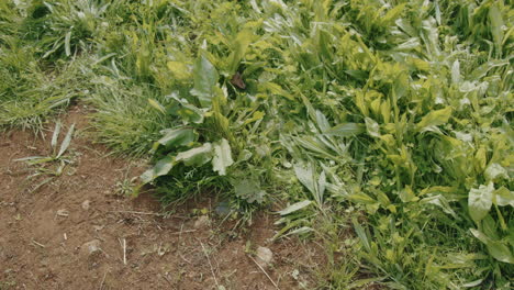 Soil-meets-grass-on-a-healthy-farm