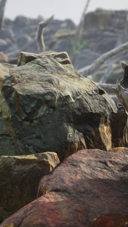 close-up of rocks and driftwood on a beach