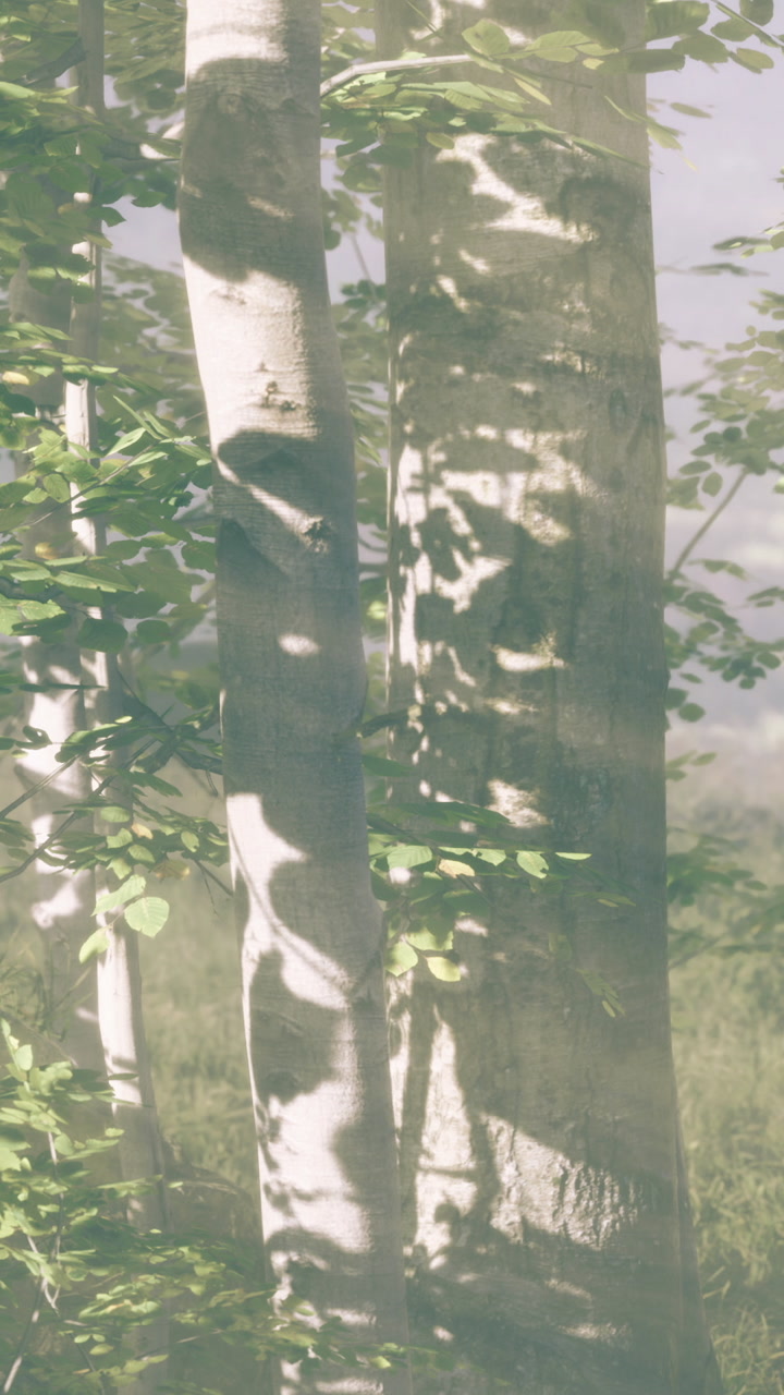 Sunlight shining through trees in a forest during daytime hours