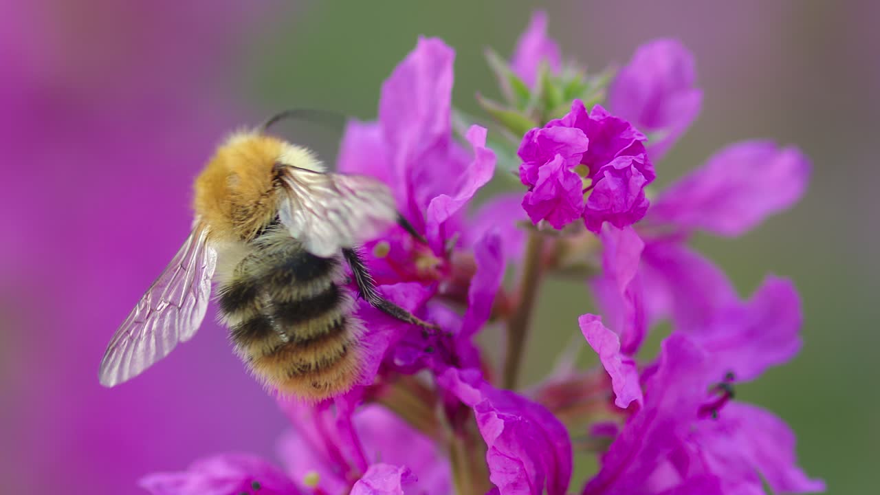 обычная пчела собирает нектар из фиолетового цветка в саду и улетает