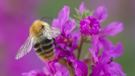 Abeja-Carda-Común-Recogiendo-Néctar-De-Flor-De-Salicaria-Púrpura-En-El-Jardín-Y-Volando