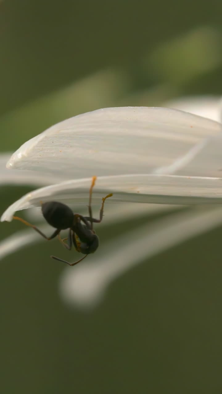 hormiga en un pétalo de flor blanca