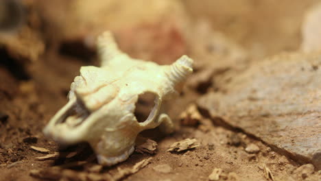 animal skull deserted in a barren wasteland desert