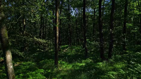 deep into the l'huisserie forest at low altitude, mayenne, france