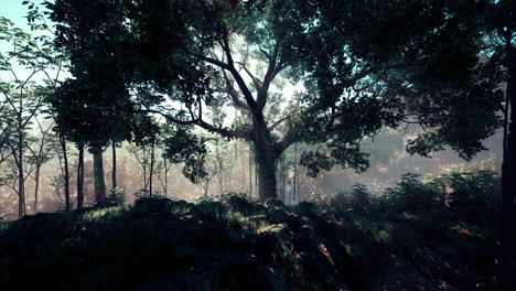 a tranquil forest with sun rays breaking through the trees and fog