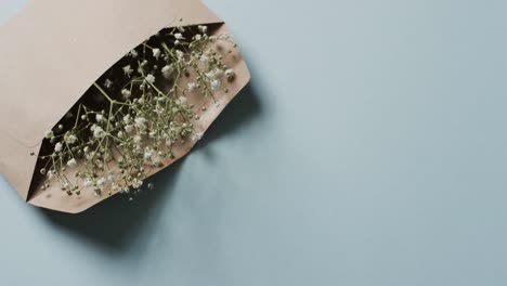 video of white flowers in brown envelope and copy space on blue background