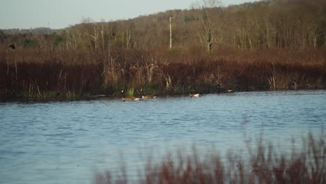 canada geese in bird refuge on canadian boarder in new england during mating season 4k 60p