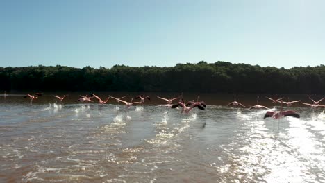 flamencos rosados volando en mexico