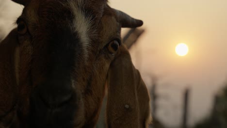 goat with a ray of sunlight