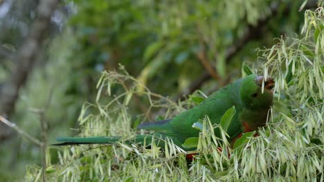 Loro-Rey-Australiano-Hembra-Consumiendo-Tranquilamente-Semillas-De-Fresno-En-Un-Fresno-Nativo---Illawarra,-Nsw---Lado-Mirando-4k-60fps