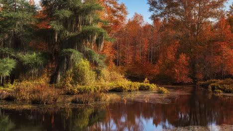 vibrant autumnal swamp landscape with spanish moss
