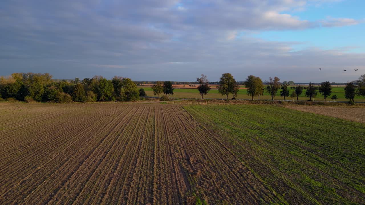 geese fly over fertile plain with cultivated fields, a river and a forest in the distance, bathed in the warm light of the setting sun. Magic aerial view flight fly push forward drone