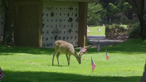 with heads lowered, a deer feed quietly near cemetery stones in monterey, creating a scene of peaceful coexistence