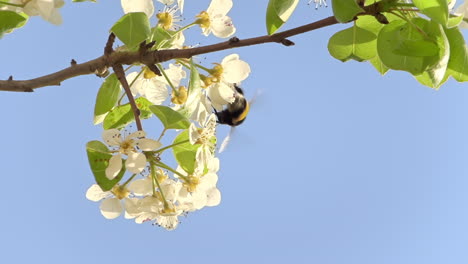 Honigbiene-Pflückt-Blütenblätter-Und-Fällt-Ab,-Während-Sie-In-Zeitlupe-Pollen-Sammelt