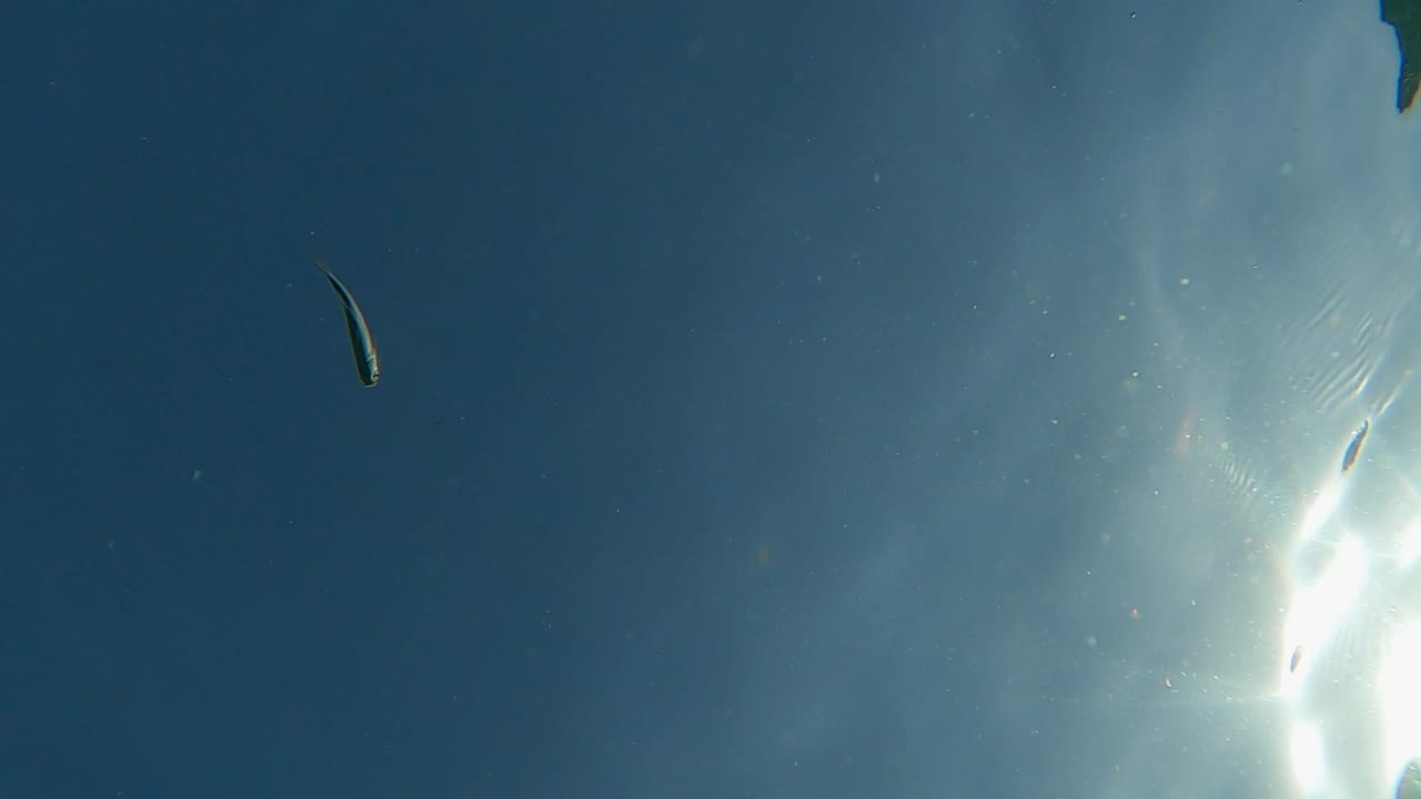 punto de vista submarino de ángulo bajo de pequeños peces nadando con la superficie del agua de mar en segundo plano