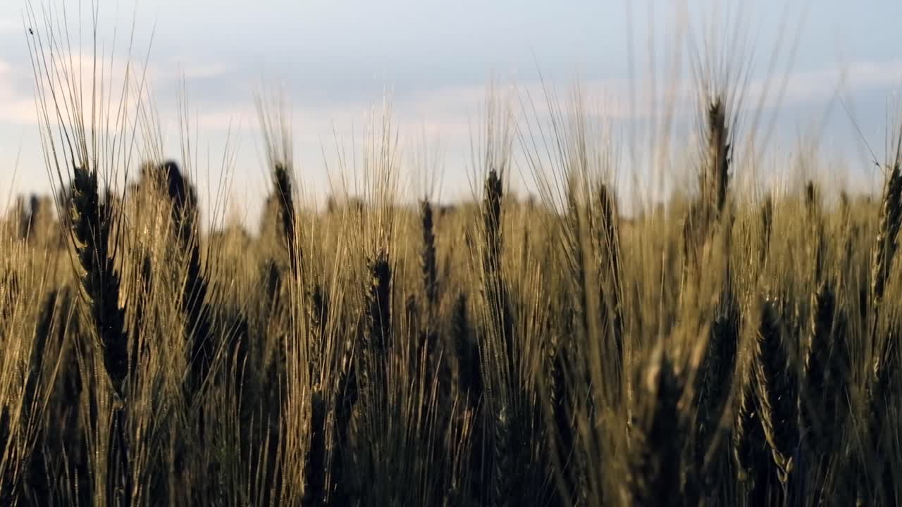 Close up of multiple wheat plants in a field in the evening