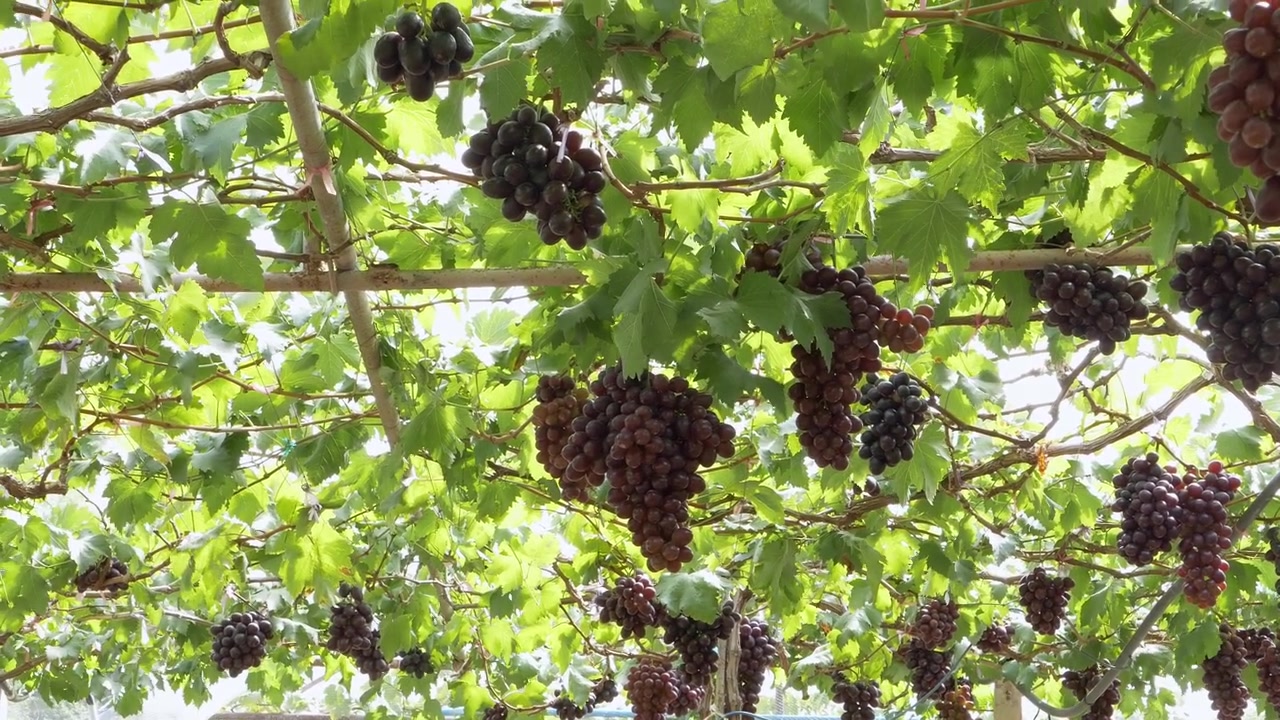 Grappoli d'uva matura pendono da viti rigogliose sotto un pergolato illuminato dal sole. Ideale per contenuti agricoli o promozioni di vigneti.