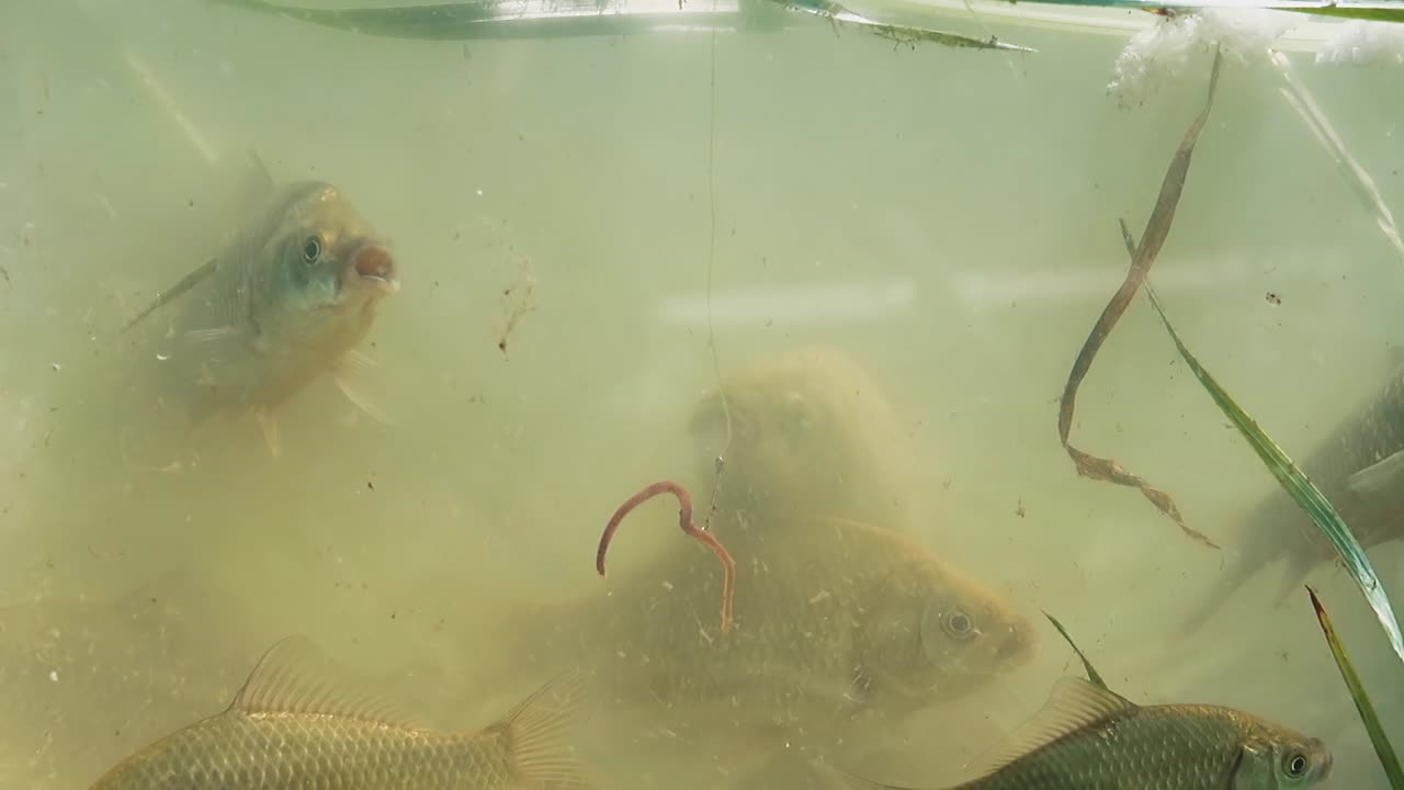 물고기는 먹이가 고정된 물고기 갈고리 근처의 호수에서 헤엄  ⁇ 니다.