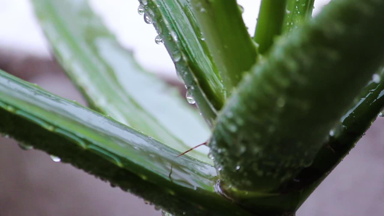 Closeup of aloe vera leaf with rain droplets in monsoon. Natural, fresh, herbal and healing plant in rainy weather. Great for nature, wellness, skincare and climate visuals