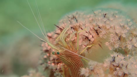 pequeños camarones limpiadores de menta de rayas rojas esperan comida en una rama de coral blando