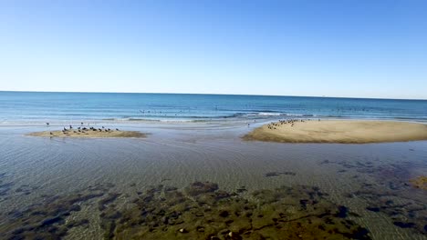 aerial, flocks of sea birds take off and land on an exposed sand bar, puerto peñasco, rocky point, gulf of california, mexico