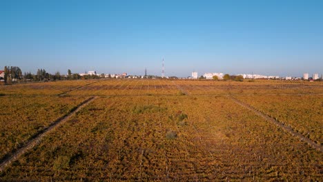 Sobrevuelo-De-Drones-Aéreos---Viñedos-Y-Uvas-En-Otoño---Reflejo-Dorado-De-Las-Hojas-En-El-Sol-De-La-Tarde---Panorama-De-Chisinau,-República-De-Moldova-En-El-Fondo-2022