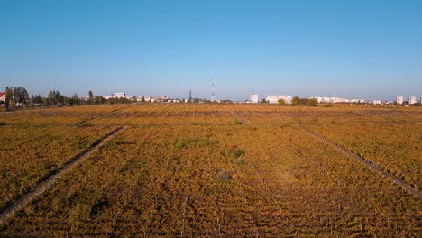 aerial drone flyover - vineyards and grapes in autumn - golden reflection of the leafs in the afternoon sun - panorama of chisinau, republic of moldova in the background 2022