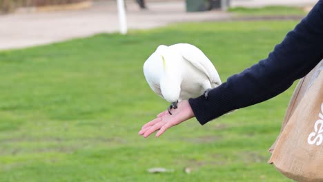 a cockatoo interacts with a person's hand