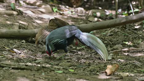 Macho-Y-Hembra-Alimentándose-En-El-Suelo-Del-Bosque-Con-Otras-Aves,-Faisán-Kalij-Lophura-Leucomelanos,-Tailandia