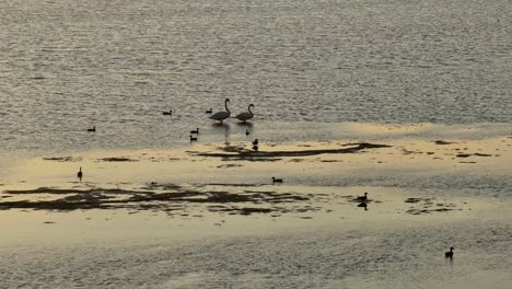 Patos-De-Aves-Acuáticas-En-Las-Serenas-Aguas-De-La-Reserva-Natural-Hendrik-ido-ambacht-En-Países-Bajos