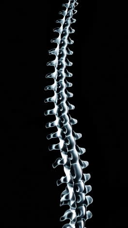human spine anatomy