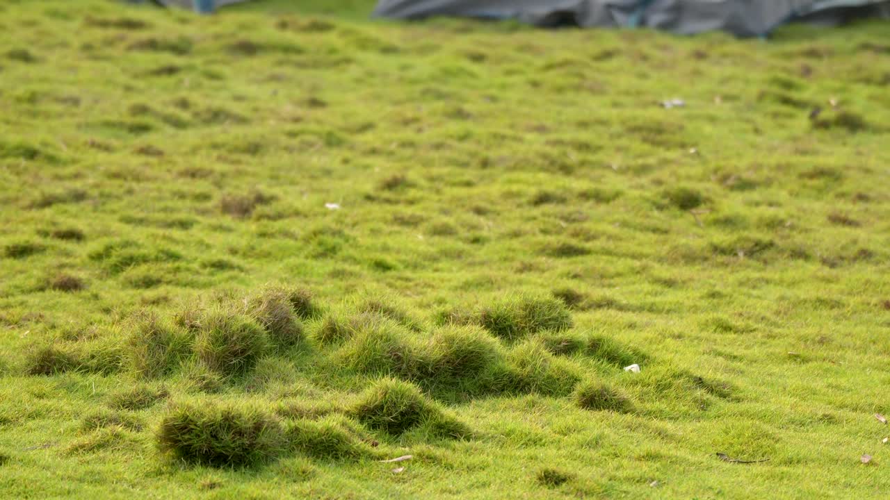산림 재고 영상에서 텐트