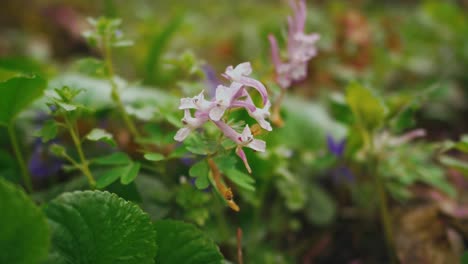 pink wildflowers bloom gently in a natural meadow, adding soft color and charm to the spring landscape.