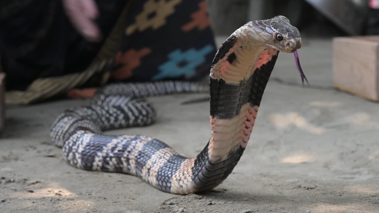 Seekor kobra berbisa siaga di tanah di Bangladesh. Tangkapan gambar jarak dekat menunjukkan tudung ikonik dan postur tegang reptil Asia berbahaya ini selama pertemuan di alam liar